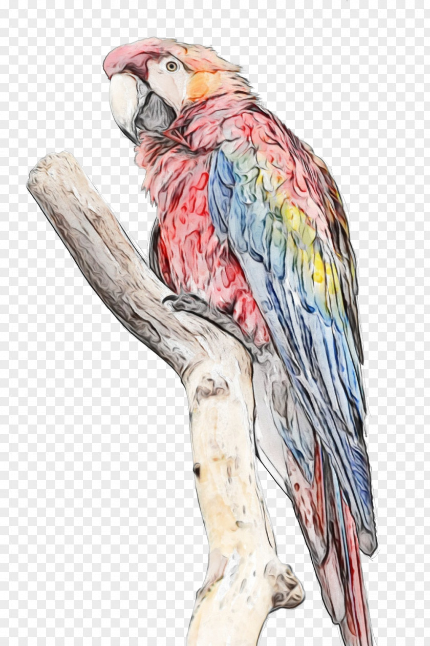 Budgie Parakeet Watercolor Animal PNG