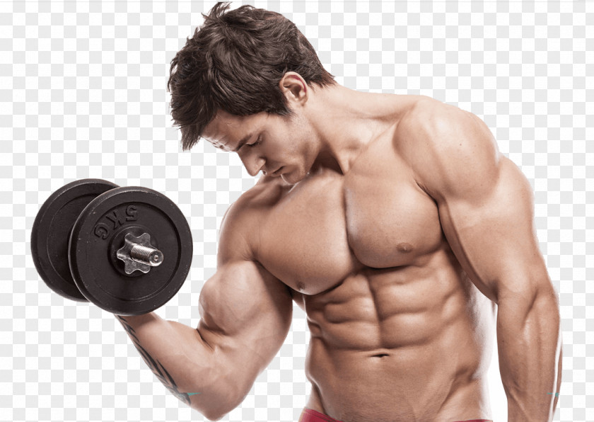 Dumbbell Muscle Hypertrophy Strength Training Bodybuilding Physical PNG