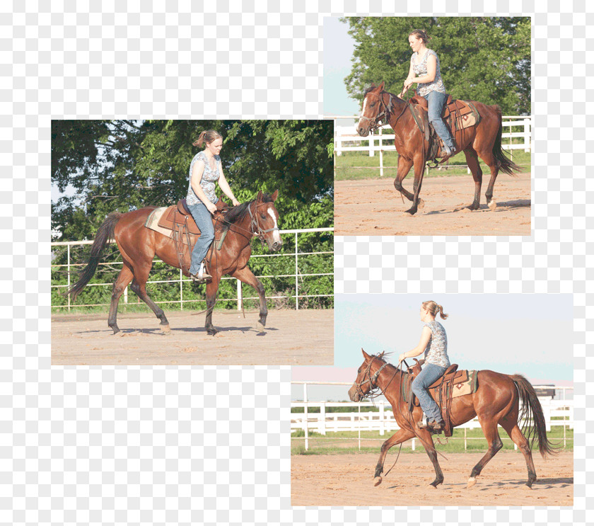 Mustang Mare Hunt Seat Bridle Stallion PNG