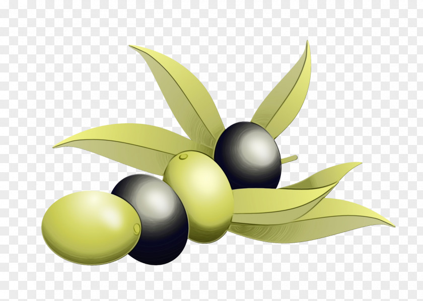 Olive Family Logo Fruit Plant Leaf Tree PNG