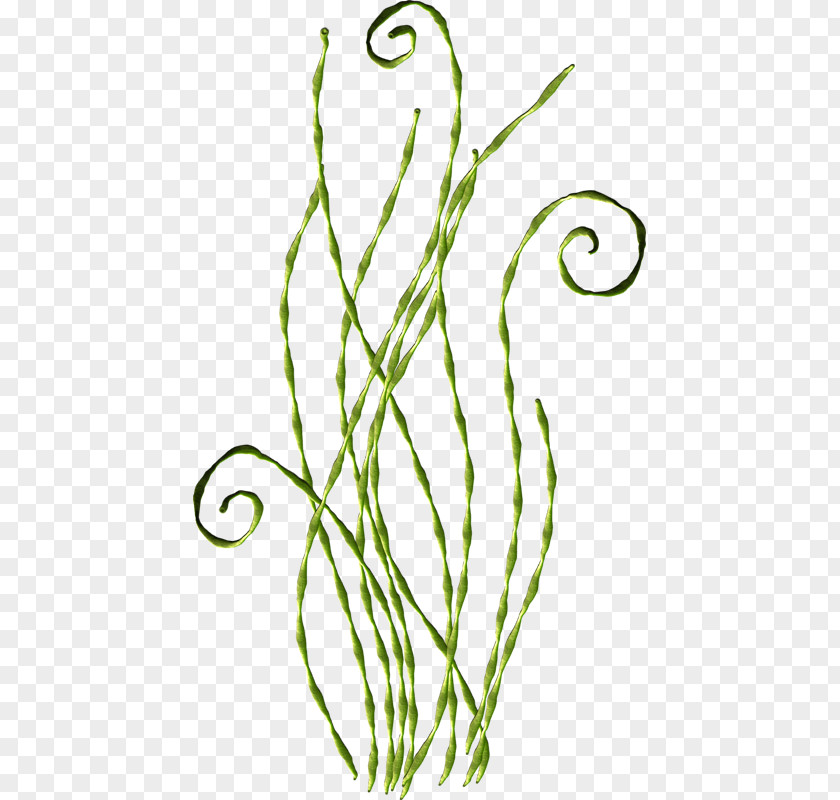 PEQUENA SEREIA PhotoScape Flower Clip Art PNG