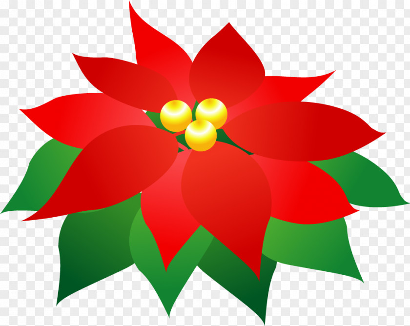 Pictures Of Poinsettas Red Poinsettia Green Clip Art PNG