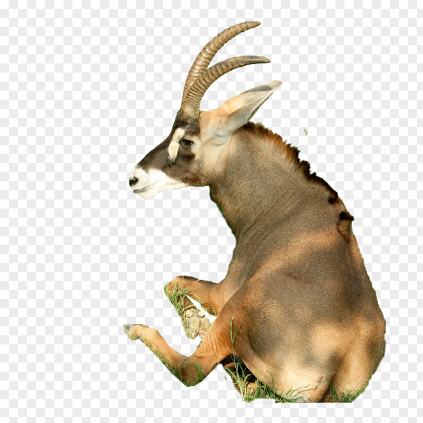 Sitting Goat Sheep Horn Cattle PNG