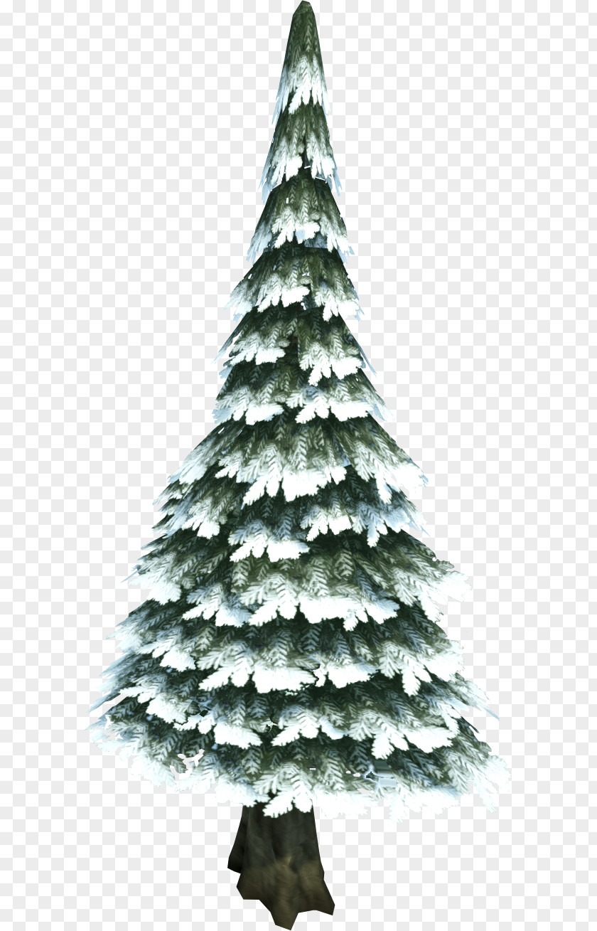 Snow Tree Pine Evergreen Fir PNG