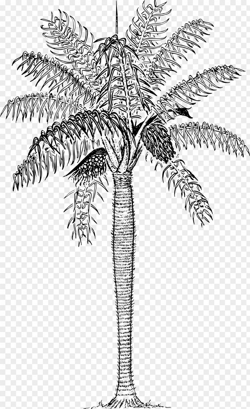 T-shirt Arecaceae Tree Trunk PNG