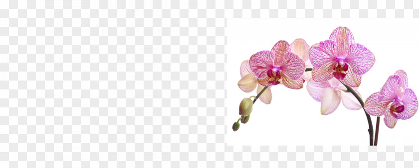 Flower Moth Orchids Photography Cut Flowers PNG