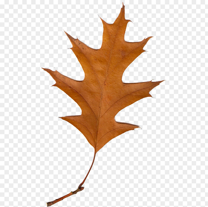 Leaf Maple Tree Autumn Leaves Deciduous PNG