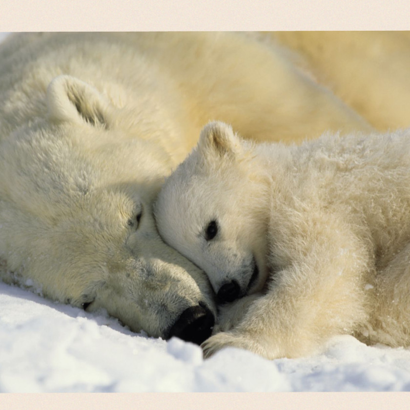 Polar Bear Baby Bears Hellabrunn Zoo PNG