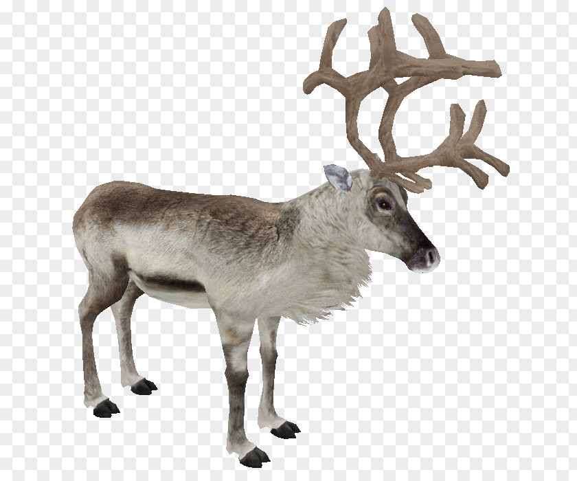 Reindeer Zoo Tycoon 2 White-tailed Deer Moose PNG
