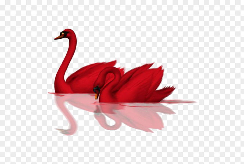 Swan Cygnini Bird Red Goose Rose Blood PNG