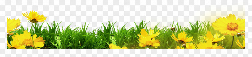 Yellow Floral Grass Bottom Border Template Clip Art PNG