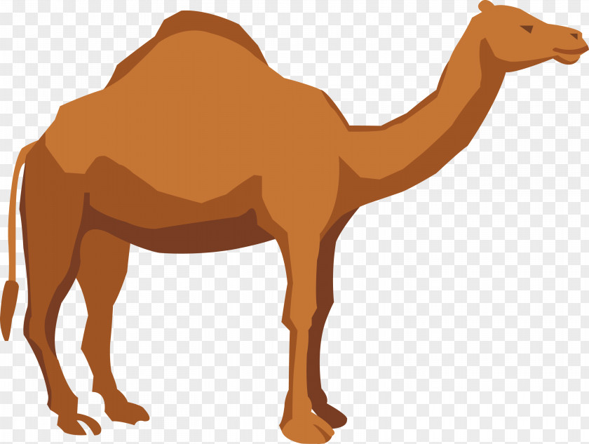 Camel Vector Dromedary Apache Illustration PNG