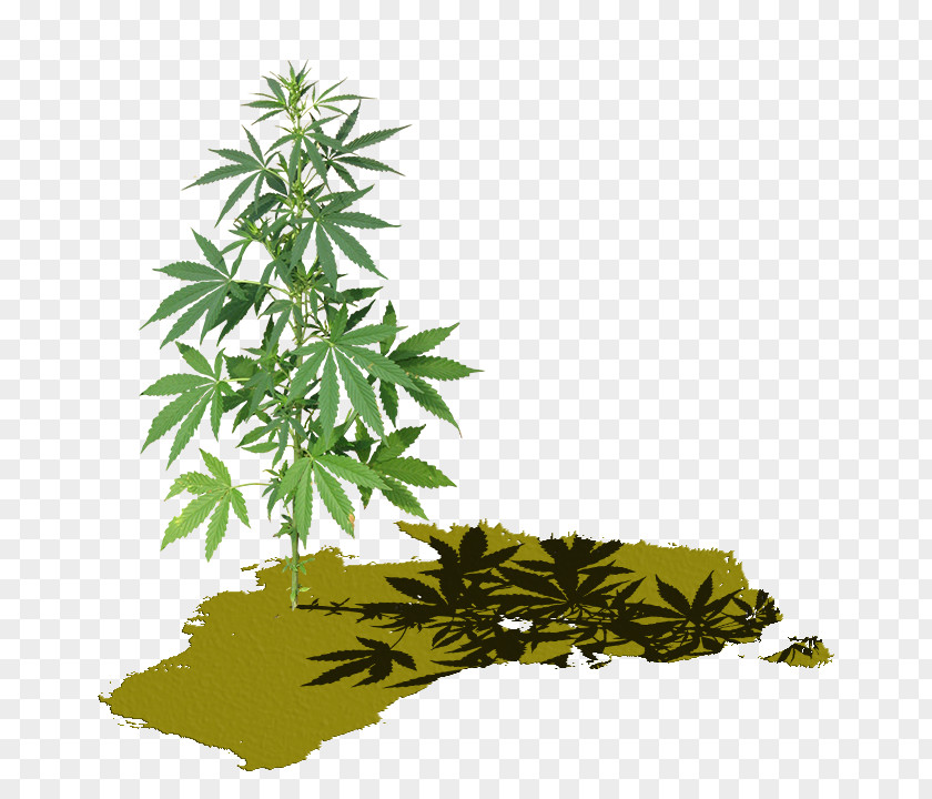 Cannabis Screenshot Painting Graphics 0 PNG