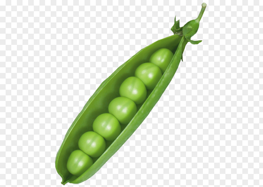 Green Peas Snow Pea Vegetable Pod Clip Art PNG