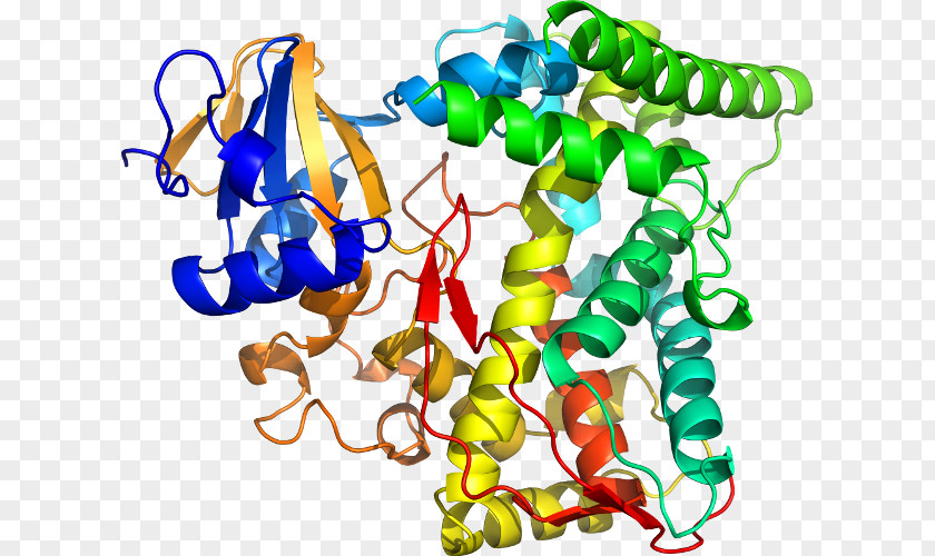 Hay Bacillus Megaterium Unicellular Organism Clip Art PNG