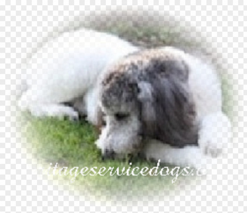 Puppy Dog Breed Poodle Lagotto Romagnolo Spanish Water PNG