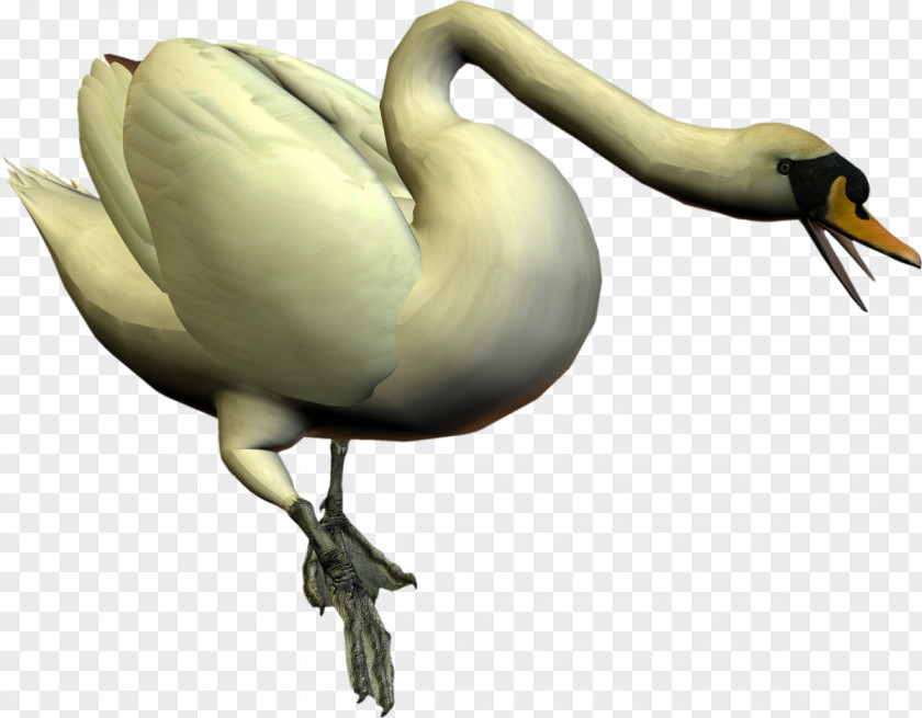 Swans Cygnini Seabird Crane Beak PNG