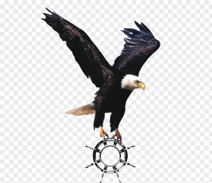 Eagle Bald Clip Art Desktop Wallpaper Image PNG