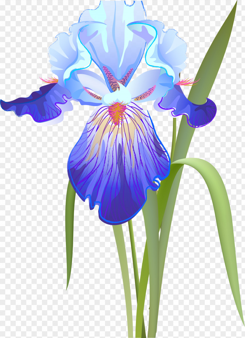 Flower Orris Root Iris Versicolor Data Set Clip Art PNG