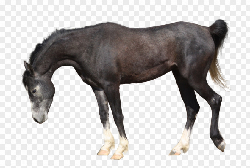 Horse Mare Art Clip PNG