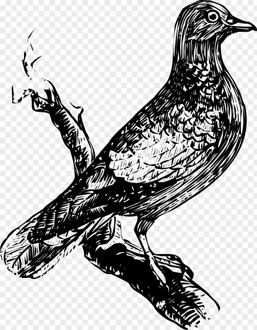 Humming Bird Drawing Art PNG