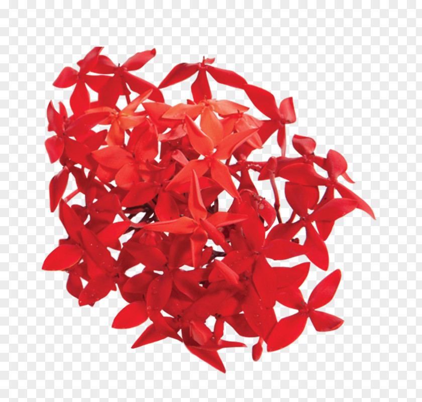 Plant Ixora Coccinea Red Flower Petal PNG
