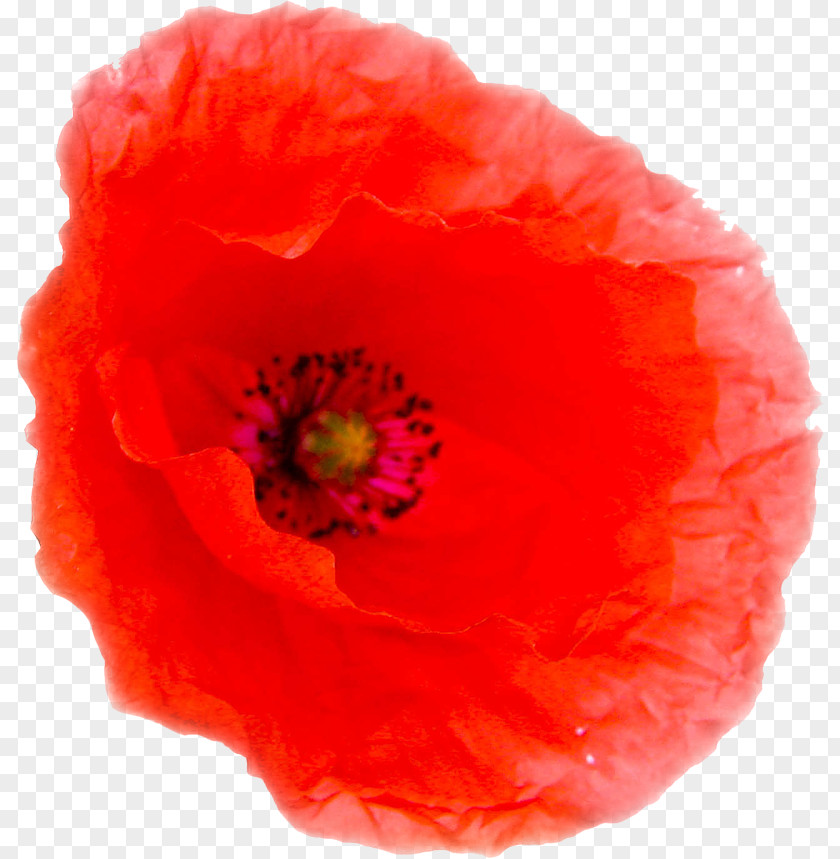 Poppies Close-up PNG
