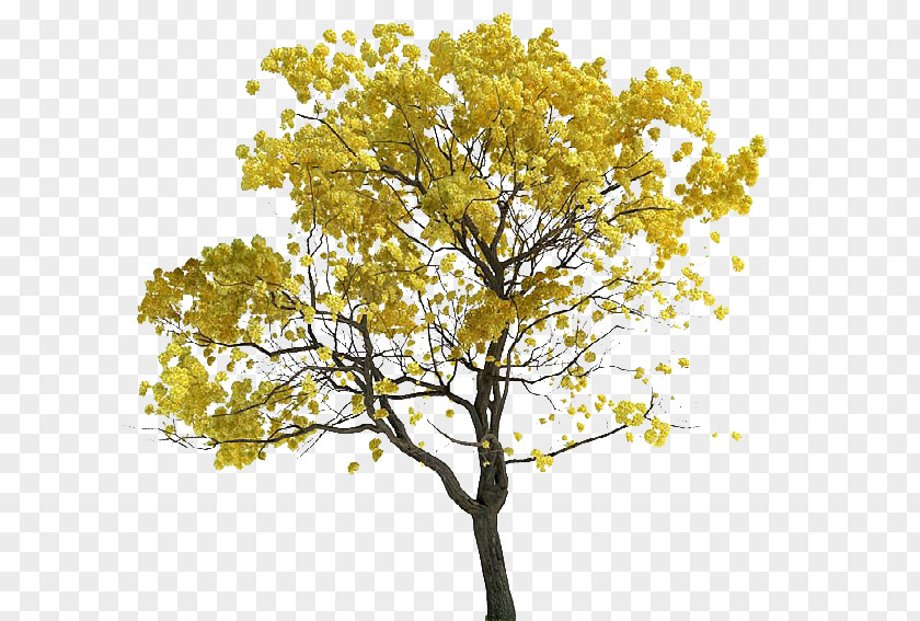 Tree Tabebuia Chrysantha Lossless Compression PNG