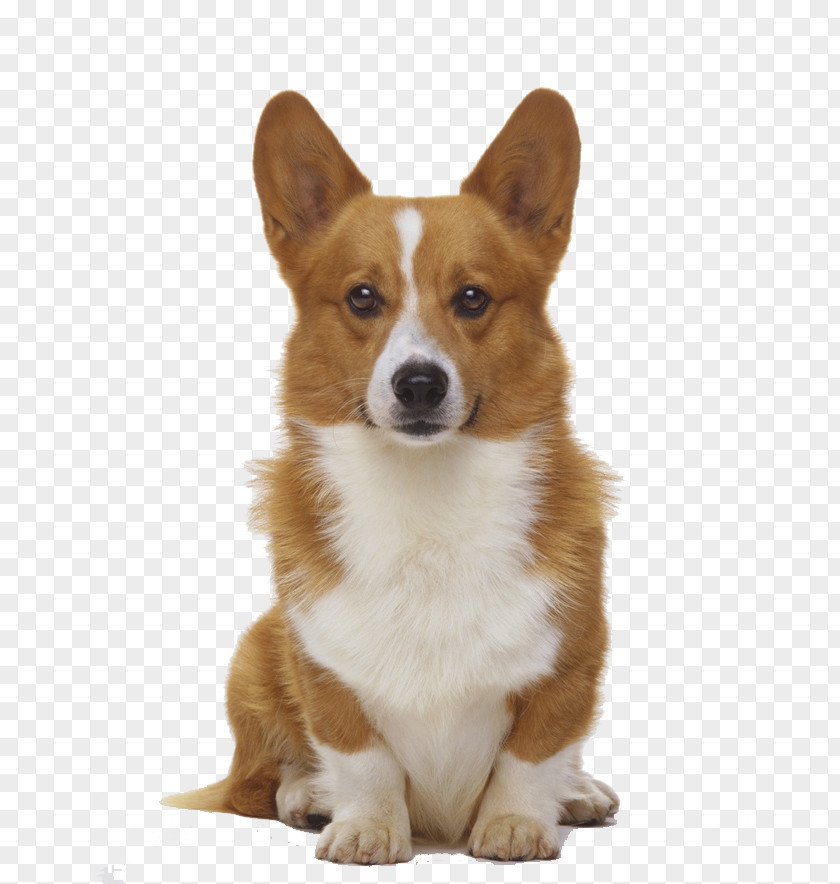 Corgi PNG clipart PNG