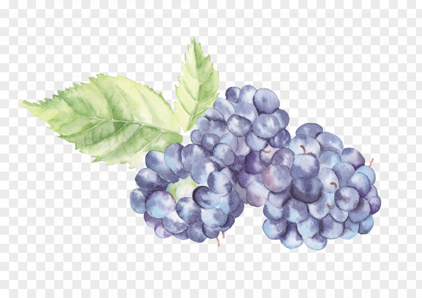 Grape Watercolor Painting Fruit Auglis PNG