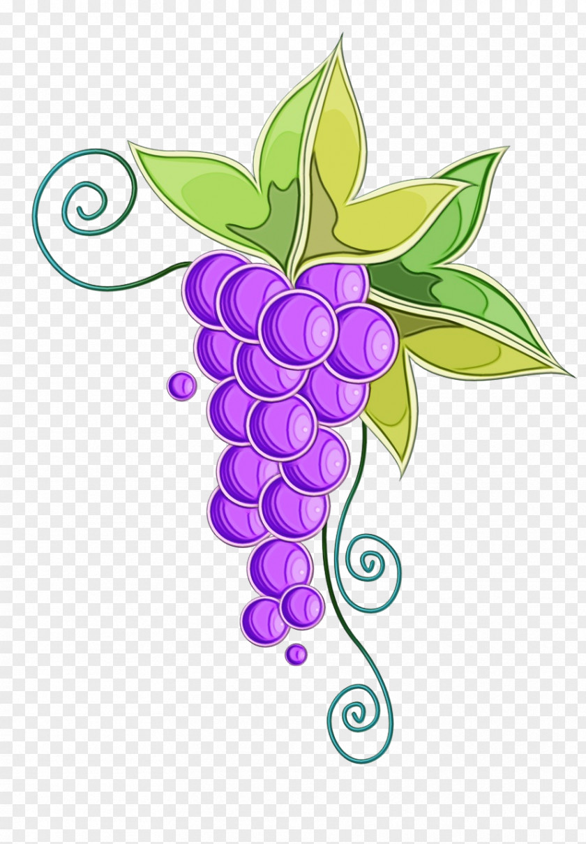 Grapevine Family Fruit Leaf Grape Violet Purple Plant PNG