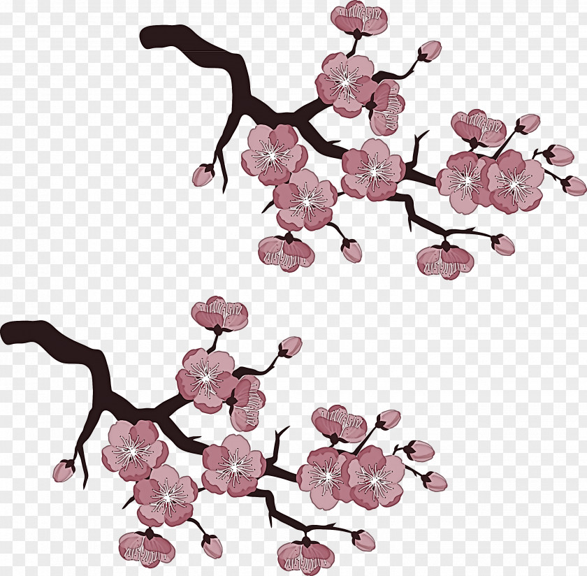 Plant Blossom Cherry PNG