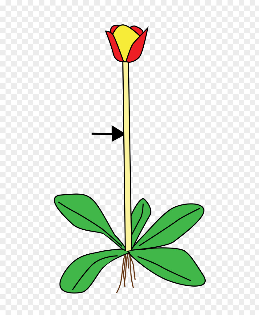 Scape Plant Stem Flower Leaf Root PNG