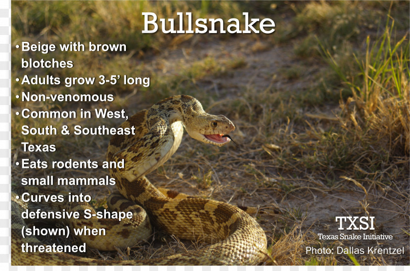 Snake Bullsnake Pine Diapsid Flickr PNG