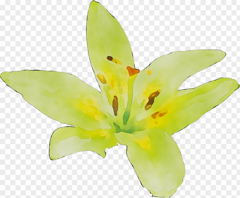 Yellow Lily M PNG