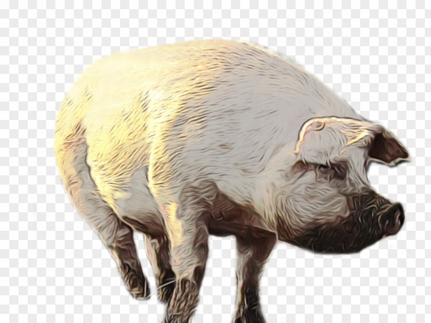 Animal Figure Boar Cartoon Sheep PNG