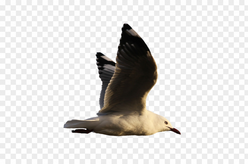 Bird Water Goose Gulls Clip Art PNG
