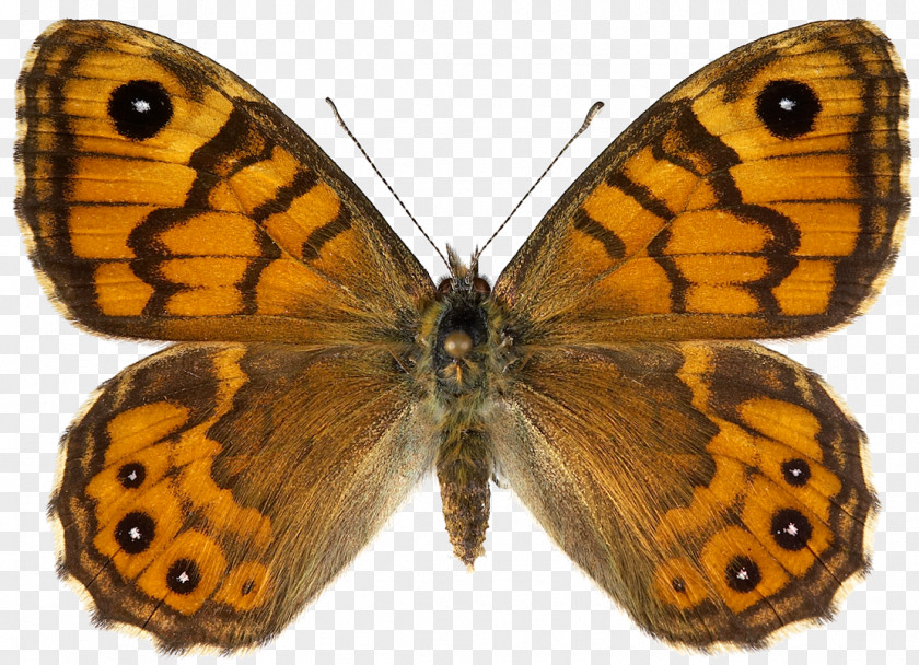 Butterfly Lasiommata Megera Female Stock Photography Petropolitana PNG