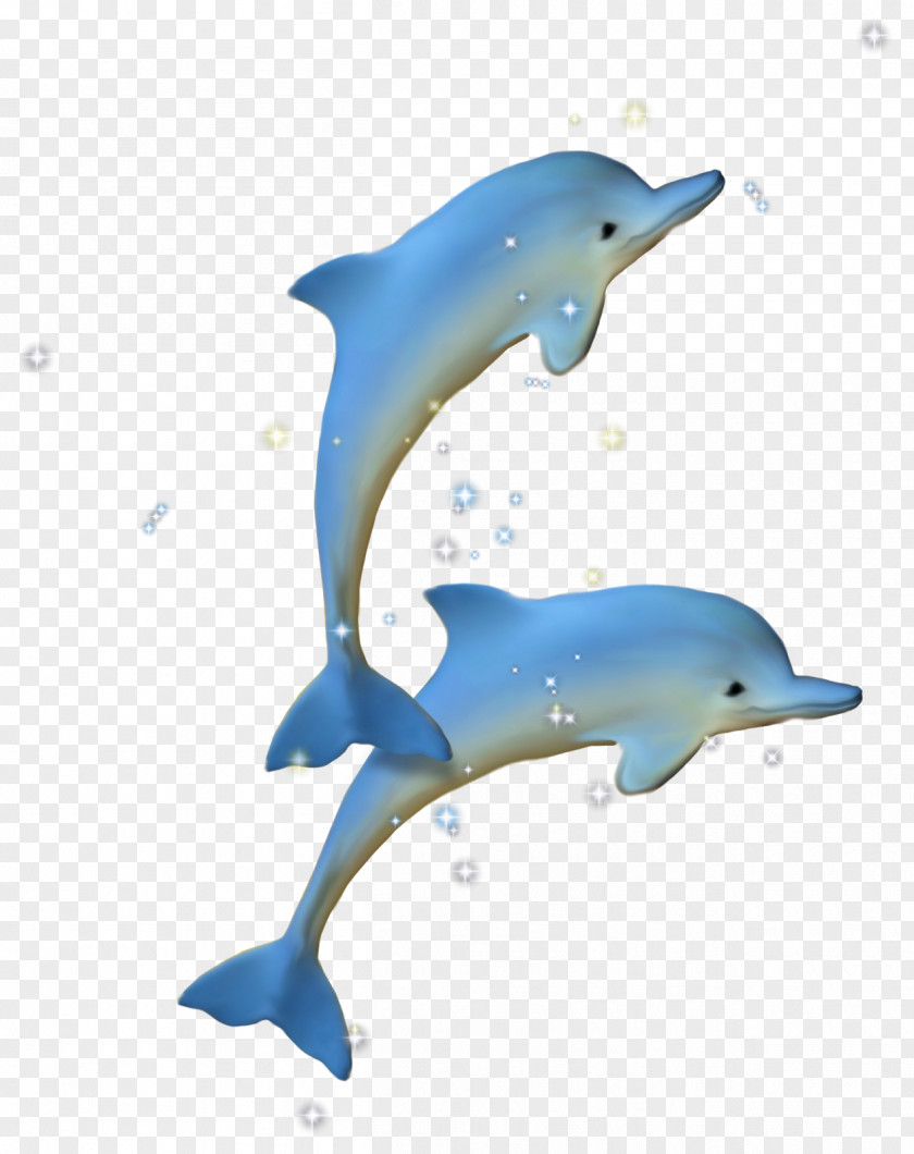 Dolphin Clip Art Drawing Image PNG