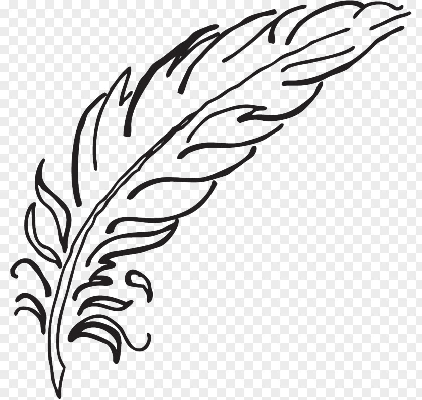 Feather Drawing Coloring Book Bird Pen PNG