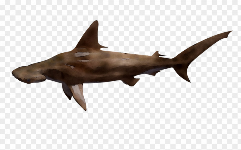 Shark Fauna Marine Mammal PNG