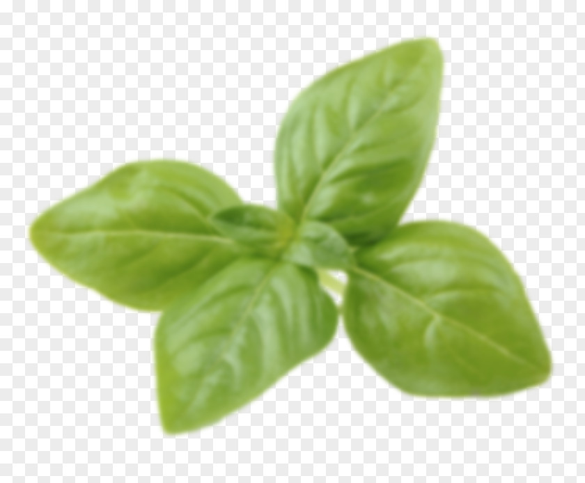 Basil Pesto Italian Cuisine Red Rubin Herb PNG