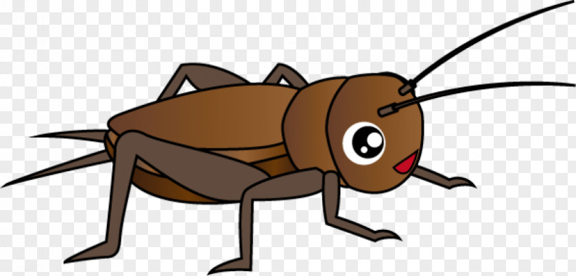 Cockroach Clip Art Cricket Beetle PNG