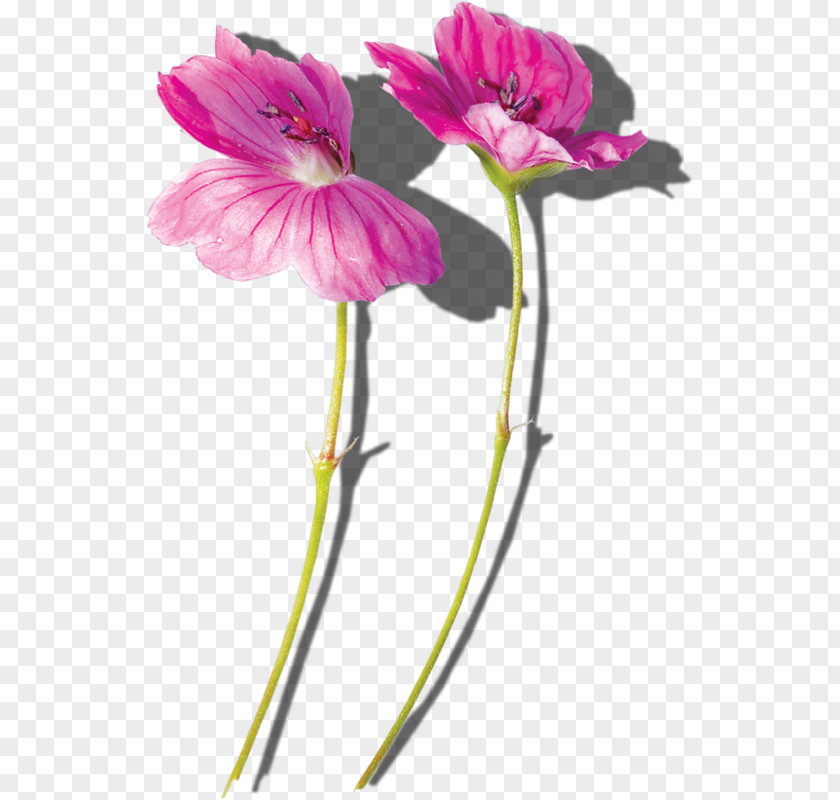Flower Common Hibiscus Plant Stem PNG