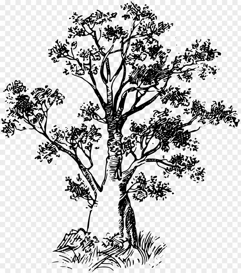 Tree Baobab PNG