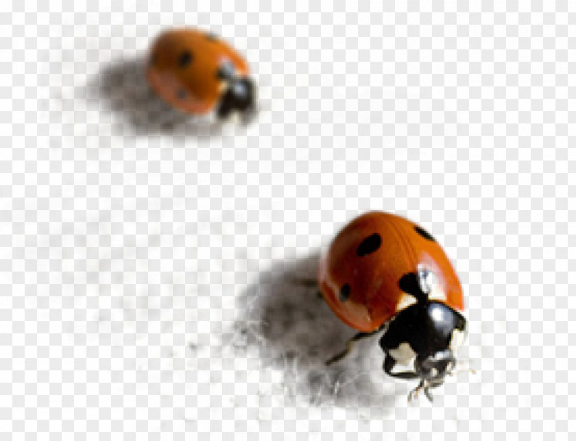Beetle Ladybird Ground Lyctinae Pest PNG