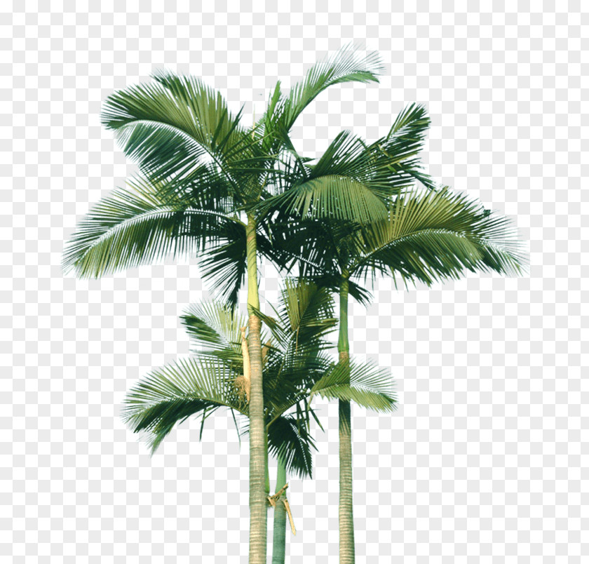 Coconut Palm Trees Image PNG