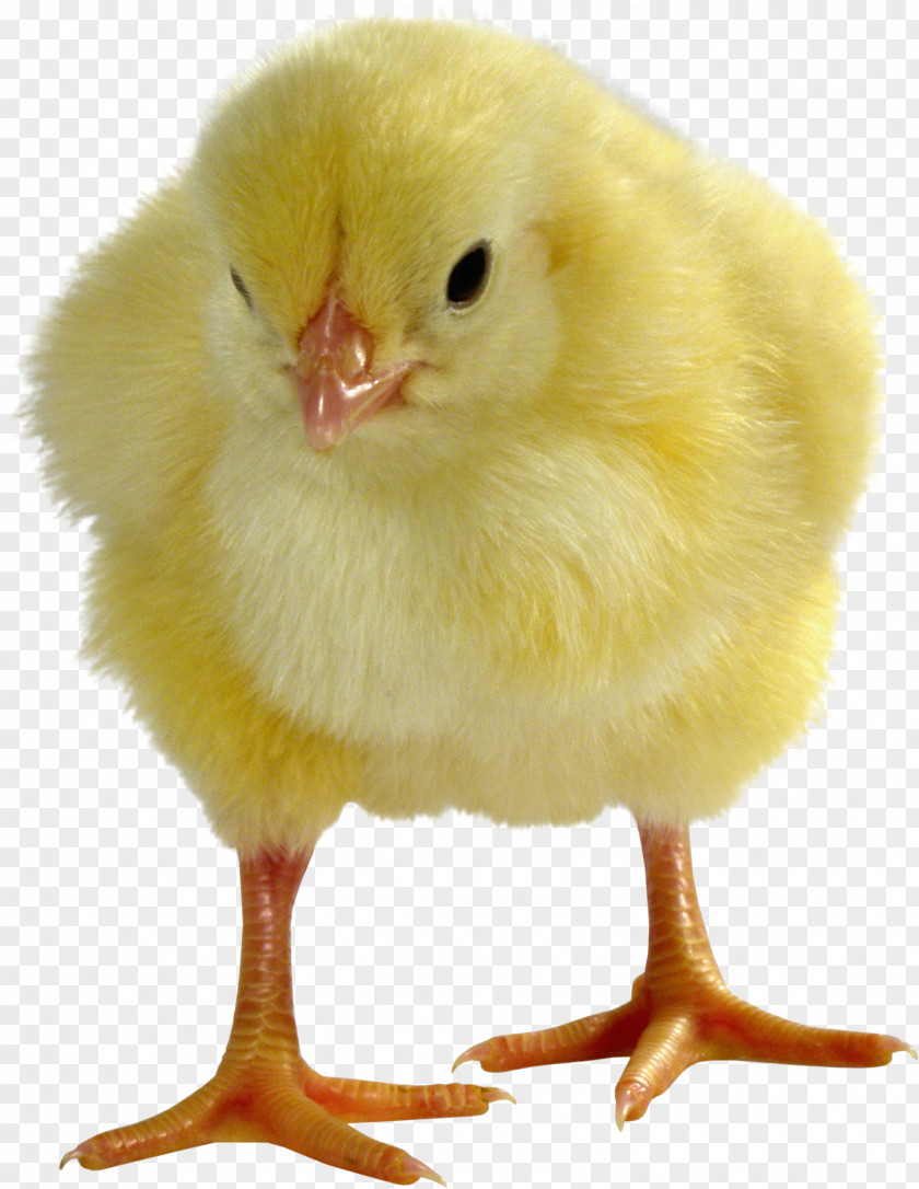 Egg Broiler Leghorn Chicken Livestock Sales PNG