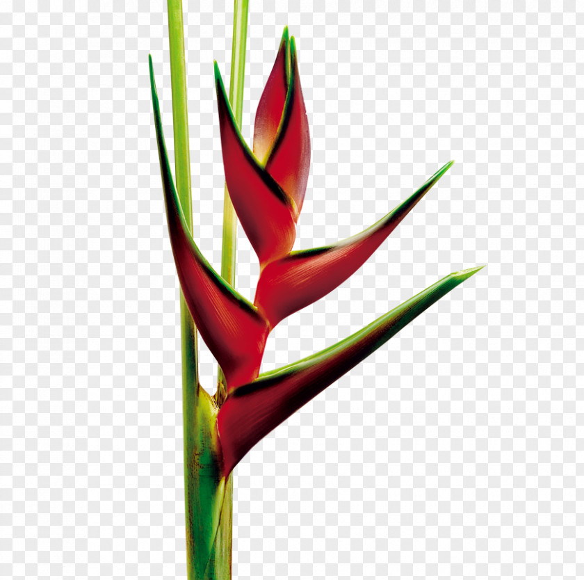 Flower Heliconia Rostrata Cut Flowers Plant Bird Of Paradise PNG