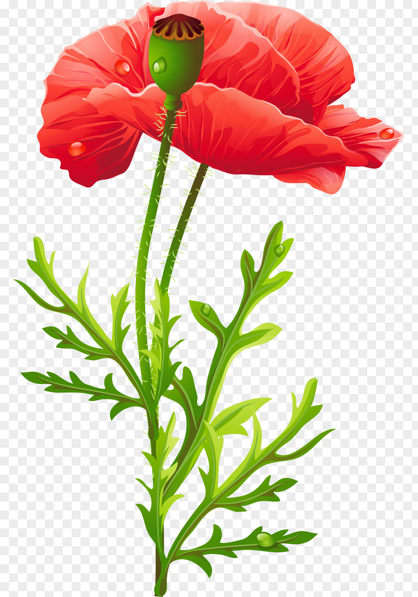 Flower Poppy Bead PNG
